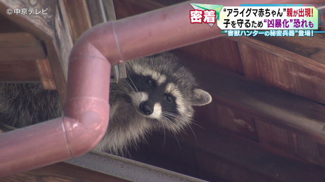 害獣ハンターに密着! 民家にすみ着いていたのはアライグマ この時期は子を守るために凶暴化の恐れも…