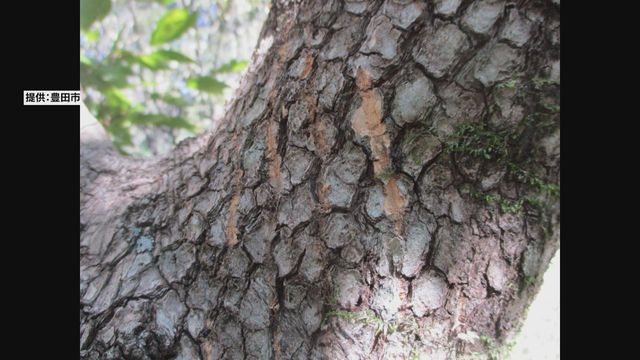 7年ぶりの人身被害をうけ…「クマ人身被害対策チーム」設置　愛知県