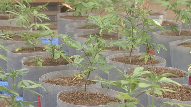 暴力団幹部の男と妹を逮捕 自宅で覚醒剤や大麻を所持か 警察は共同で大麻を栽培していた可能性も視野に調べる 愛知県警