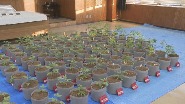 暴力団幹部の男と妹を逮捕 自宅で覚醒剤や大麻を所持か 警察は共同で大麻を栽培していた可能性も視野に調べる 愛知県警
