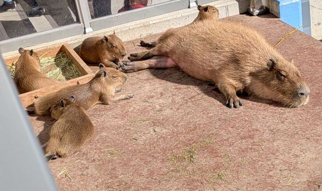 カピバラの赤ちゃん5頭、4月中旬に“新天地”へお引っ越し！体重は生まれた時の10倍に成長、今では葉っぱの争奪戦も！蒲郡・竹島水族館