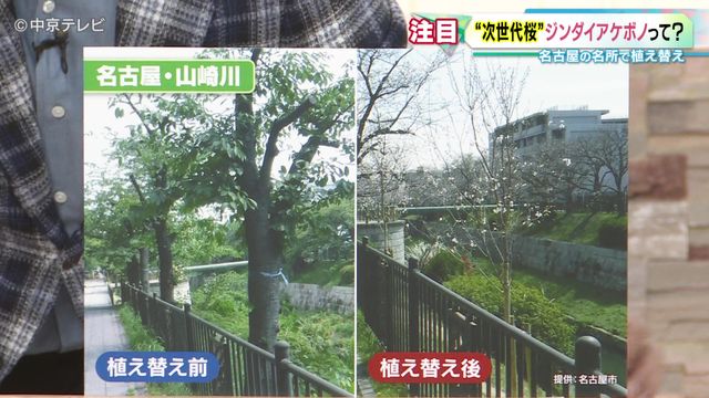 “町の桜”で進む老木化問題　今年の満開終われば伐採も…　“次世代”の桜「ジンダイアケボノ」に注目
