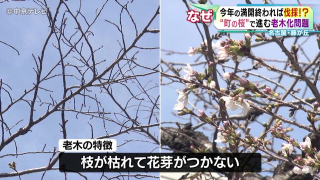 “町の桜”で進む老木化問題　今年の満開終われば伐採も…　“次世代”の桜「ジンダイアケボノ」に注目