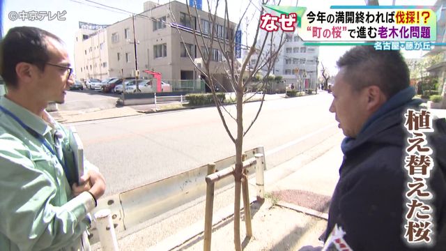“町の桜”で進む老木化問題　今年の満開終われば伐採も…　“次世代”の桜「ジンダイアケボノ」に注目