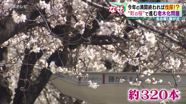 “町の桜”で進む老木化問題　今年の満開終われば伐採も…　“次世代”の桜「ジンダイアケボノ」に注目