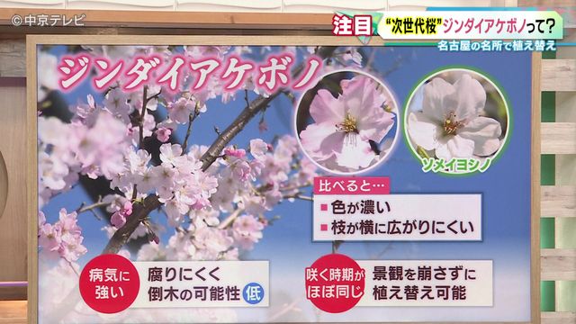 “町の桜”で進む老木化問題　今年の満開終われば伐採も…　“次世代”の桜「ジンダイアケボノ」に注目