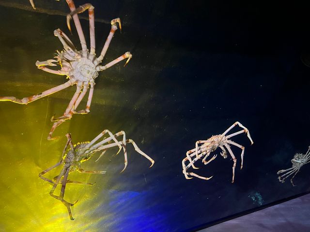 深海生物の食事シーンに注目!!　毎週土曜日に「深海もぐもぐタイム」開催　愛知・蒲郡市の竹島水族館