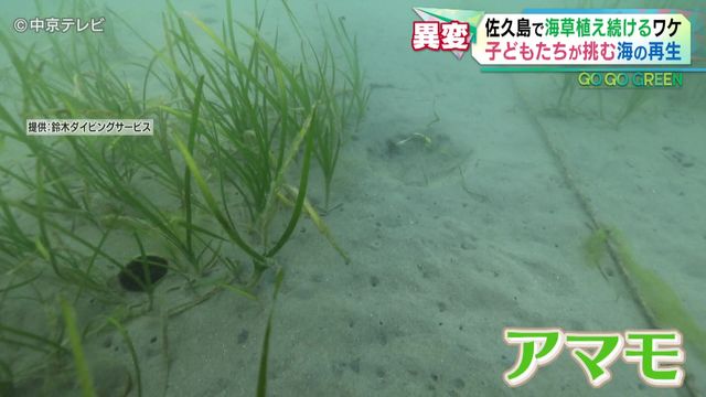 【25年】愛知・佐久島で「アマモ」植え続けるワケとは 漁師「魚は1/10に減った」