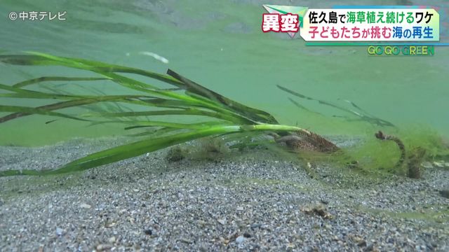 【25年】愛知・佐久島で「アマモ」植え続けるワケとは 漁師「魚は1/10に減った」