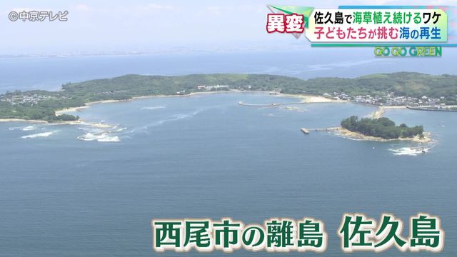 【25年】愛知・佐久島で「アマモ」植え続けるワケとは 漁師「魚は1/10に減った」