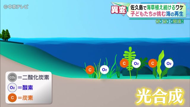 【25年】愛知・佐久島で「アマモ」植え続けるワケとは 漁師「魚は1/10に減った」