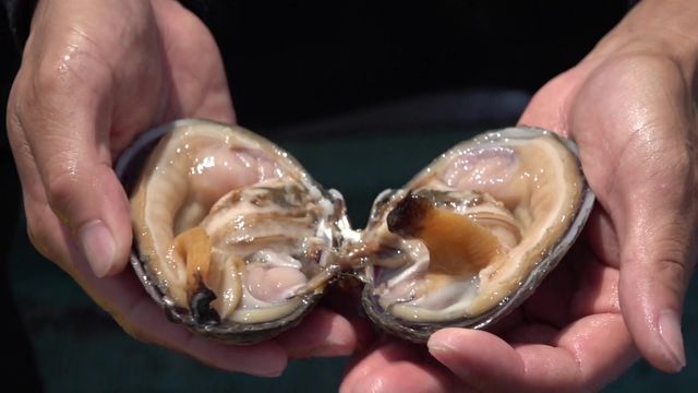 【25年】愛知・佐久島で「アマモ」植え続けるワケとは 漁師「魚は1/10に減った」