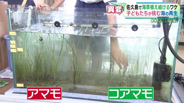 【25年】愛知・佐久島で「アマモ」植え続けるワケとは 漁師「魚は1/10に減った」