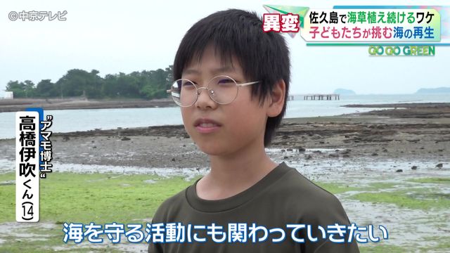 【25年】愛知・佐久島で「アマモ」植え続けるワケとは 漁師「魚は1/10に減った」