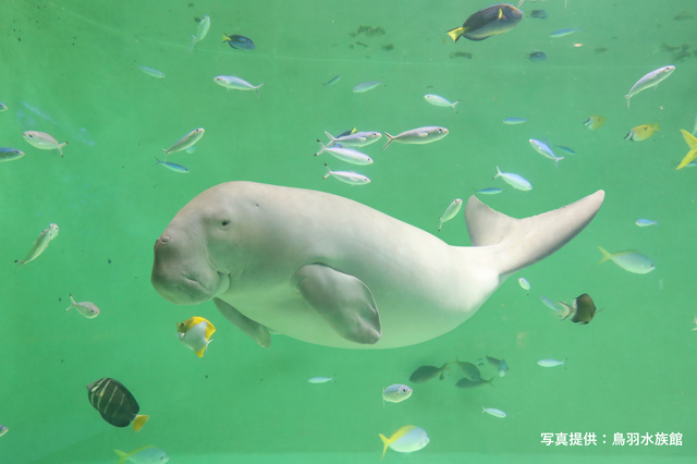 鳥羽水族館「貸切ナイトツアー」8月29日開催へ JAF三重が300人を募集 “幻想的な照明”と“生き物たちの意外な素顔”を堪能