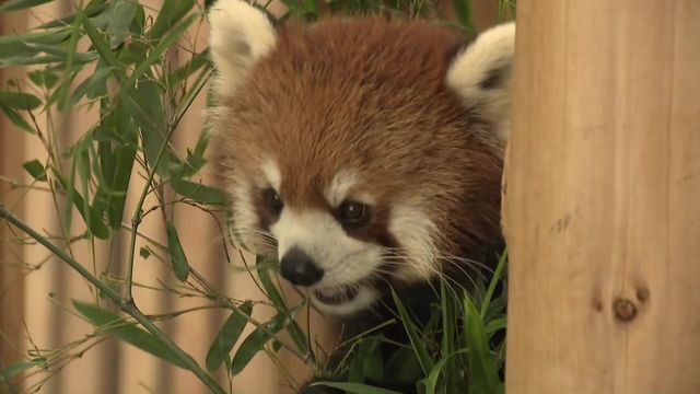 140種類以上の動物たちを猛暑から守るため様々な対策が 愛知・豊橋市「のんほいパーク」