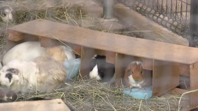 140種類以上の動物たちを猛暑から守るため様々な対策が 愛知・豊橋市「のんほいパーク」