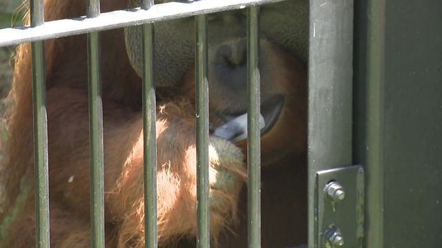 140種類以上の動物たちを猛暑から守るため様々な対策が 愛知・豊橋市「のんほいパーク」
