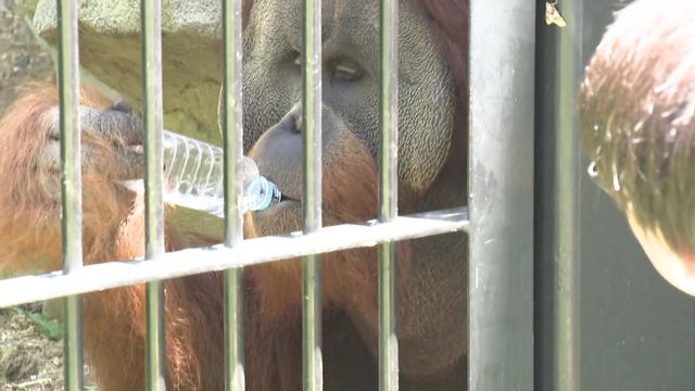 140種類以上の動物たちを猛暑から守るため様々な対策が 愛知・豊橋市「のんほいパーク」