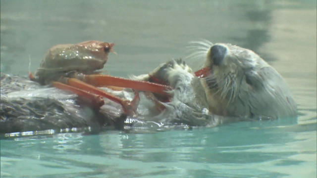 “国内で唯一飼育”　鳥羽水族館のラッコ「メイ」22歳の誕生日迎える　高齢による体力の衰えも　「あたたかく見守ってほしい」 三重・鳥羽市