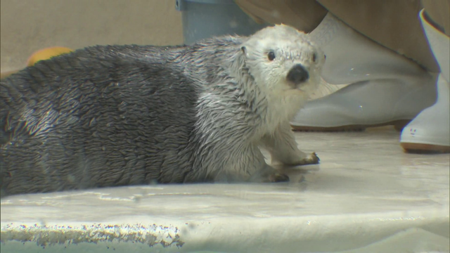 “国内で唯一飼育”　鳥羽水族館のラッコ「メイ」22歳の誕生日迎える　高齢による体力の衰えも　「あたたかく見守ってほしい」 三重・鳥羽市