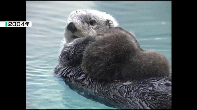 “国内で唯一飼育”　鳥羽水族館のラッコ「メイ」22歳の誕生日迎える　高齢による体力の衰えも　「あたたかく見守ってほしい」 三重・鳥羽市