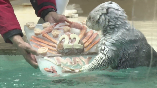 “国内で唯一飼育”　鳥羽水族館のラッコ「メイ」22歳の誕生日迎える　高齢による体力の衰えも　「あたたかく見守ってほしい」 三重・鳥羽市