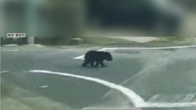 住宅街にツキノワグマの子グマ　親とはぐれて道に迷ったか　周囲には小中学校や幼稚園も　愛知・豊田市