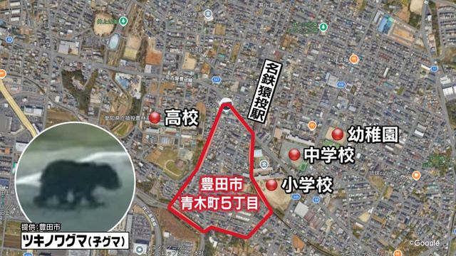 住宅街にツキノワグマの子グマ　親とはぐれて道に迷ったか　周囲には小中学校や幼稚園も　愛知・豊田市