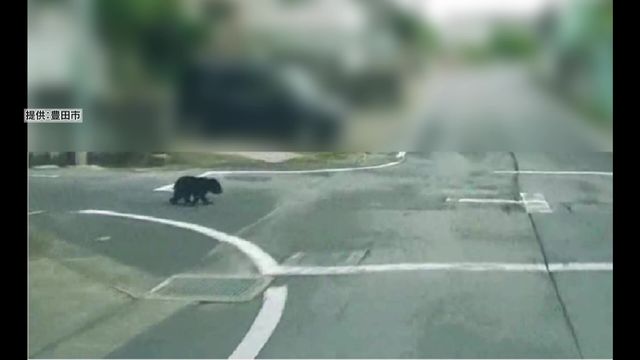 住宅街にツキノワグマの子グマ　親とはぐれて道に迷ったか　周囲には小中学校や幼稚園も　愛知・豊田市