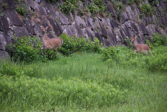 名古屋城のシカがピンチ！江戸時代から続くシカ飼育、“残り2頭”で終幕か…市議会は和歌山県との協力模索