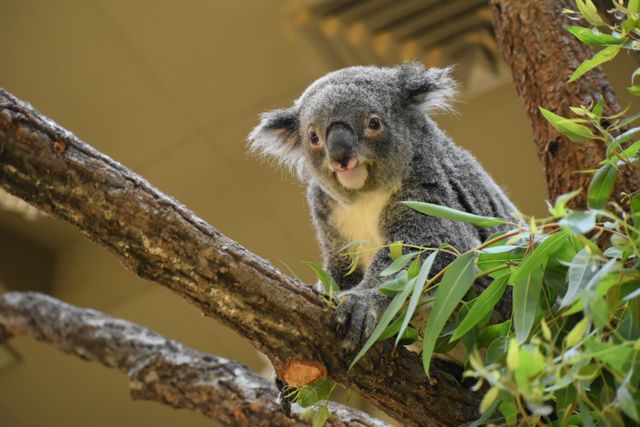 東山動植物園のコアラ「ワトル」　悪性リンパ腫の疑いのため6歳で死ぬ　国内外に多くのファン
