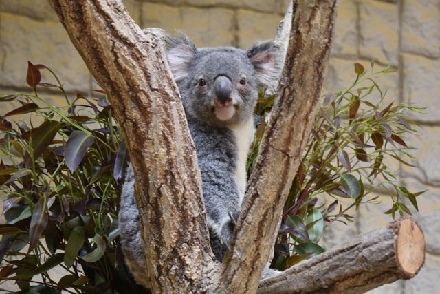 東山動植物園のコアラ「ワトル」　悪性リンパ腫の疑いのため6歳で死ぬ　国内外に多くのファン