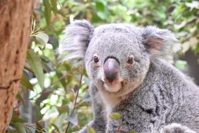 東山動植物園のコアラ「ワトル」　悪性リンパ腫の疑いのため6歳で死ぬ　国内外に多くのファン