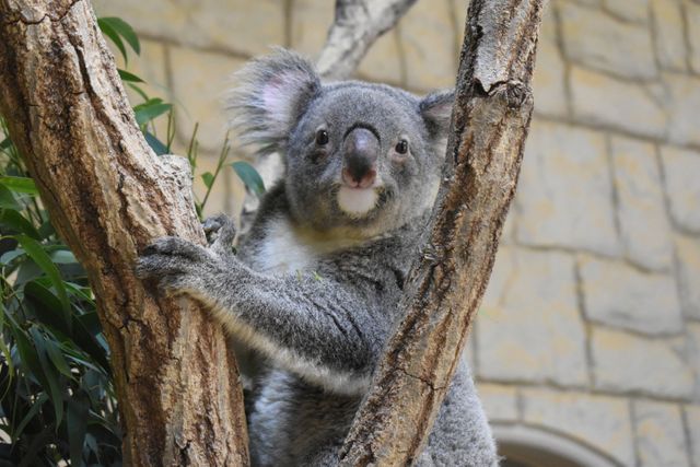 東山動植物園のコアラ「ワトル」　悪性リンパ腫の疑いのため6歳で死ぬ　国内外に多くのファン