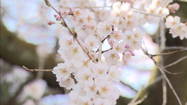 樹齢1300年を超える「エドヒガンザクラ」が満開　愛知・岡崎市