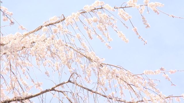 樹齢1300年を超える「エドヒガンザクラ」が満開　愛知・岡崎市