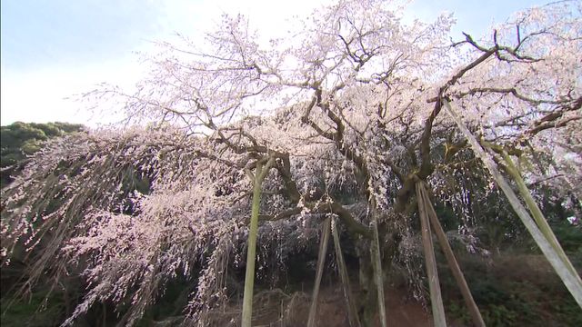 樹齢1300年を超える「エドヒガンザクラ」が満開　愛知・岡崎市