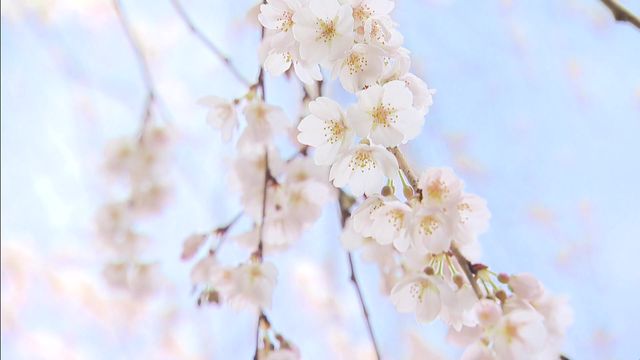 樹齢1300年を超える「エドヒガンザクラ」が満開　愛知・岡崎市