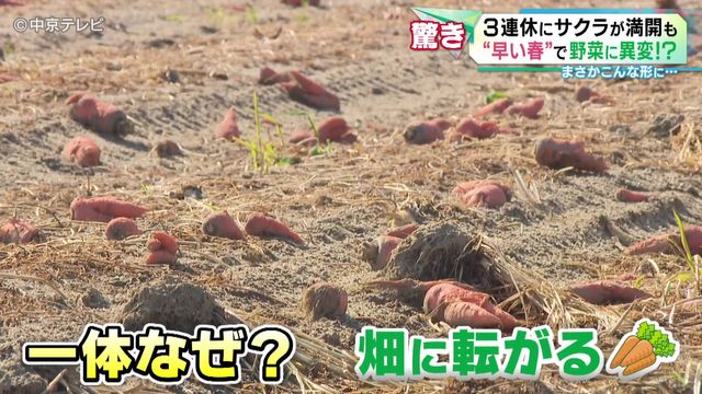 二股に分かれたニンジン　“早い春”で野菜に異変が　収穫時期の3月も暖かい日が続き二次成長が進む