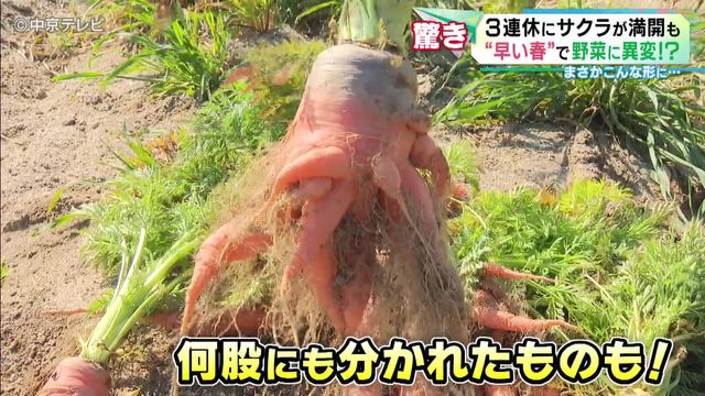 二股に分かれたニンジン　“早い春”で野菜に異変が　収穫時期の3月も暖かい日が続き二次成長が進む