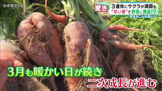 二股に分かれたニンジン　“早い春”で野菜に異変が　収穫時期の3月も暖かい日が続き二次成長が進む