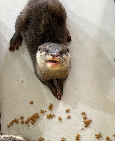 29年ぶり誕生のコツメカワウソの赤ちゃん、愛称は「ヒノキ」「サワラ」に決定　705件の応募から選出　愛知・南知多ビーチランド
