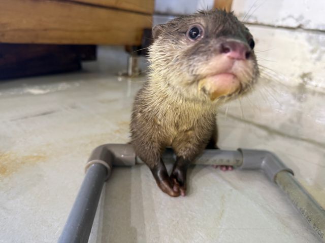 29年ぶり誕生のコツメカワウソの赤ちゃん、愛称は「ヒノキ」「サワラ」に決定　705件の応募から選出　愛知・南知多ビーチランド