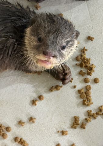 29年ぶり誕生のコツメカワウソの赤ちゃん、愛称は「ヒノキ」「サワラ」に決定　705件の応募から選出　愛知・南知多ビーチランド