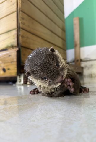 29年ぶり誕生のコツメカワウソの赤ちゃん、愛称は「ヒノキ」「サワラ」に決定　705件の応募から選出　愛知・南知多ビーチランド