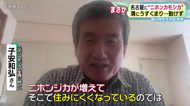 名古屋市内の公園で保護の“ニホンカモシカ”死ぬ