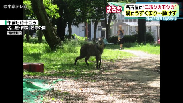 名古屋市内の公園で保護の“ニホンカモシカ”死ぬ