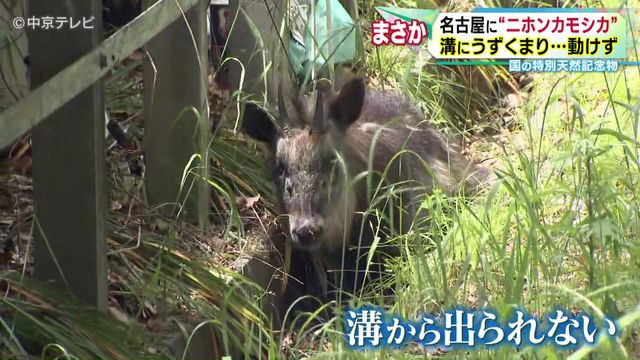 名古屋市内の公園で保護の“ニホンカモシカ”死ぬ