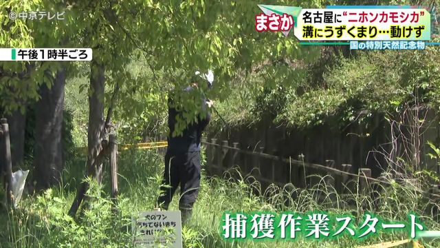 名古屋市内の公園で保護の“ニホンカモシカ”死ぬ